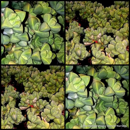 Grey Ice Plants x 1 Rock Blue Stone Succulents Angular Groundcover Garden Wedding Gifts Corpuscularia Delasperma lehmannii